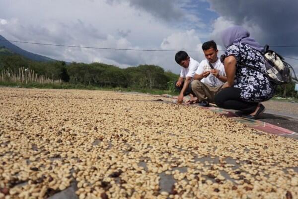 Pemerintah Ajak Petani Kopi Bergabung untuk Lawan Tengkulak
