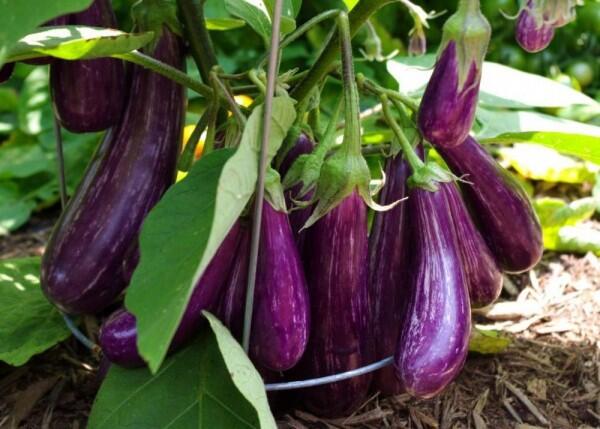 15 Sayur Tinggi Nutrisi Beserta Jumlah Kalorinya, Mana Kesukaanmu?