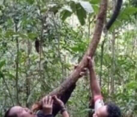 Hutan Kalimantan Dan Manfaatnya