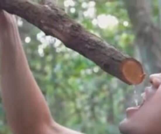 Hutan Kalimantan Dan Manfaatnya