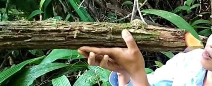 Hutan Kalimantan Dan Manfaatnya