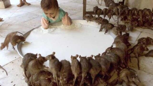 Susu Tikus Lebih Bergizi Dibanding Susu Lainnya Lho!