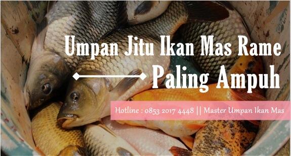 Umpan Jitu Ikan Mas Rame Terlengkap Paling Ampuh