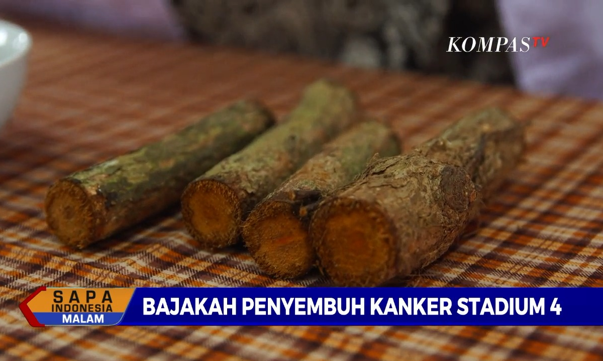 Fakta-Fakta Bajakah, Tanaman yang Diklaim Bisa Mengobati Kanker Payudara