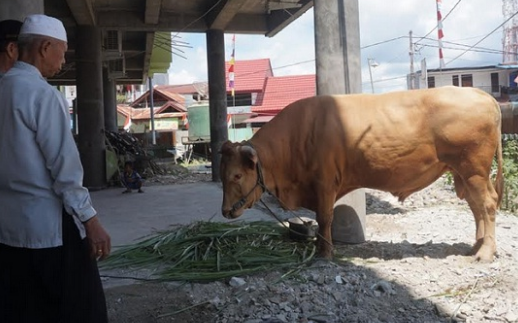 Seorang Ulama di Blitar Meninggal Tertabrak Sapi Kurban yang Lepas