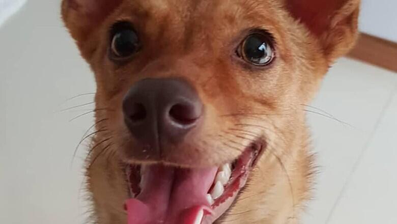 Pelaku Penembakan Brutal Anjing Beedo Ditangkap Polisi!