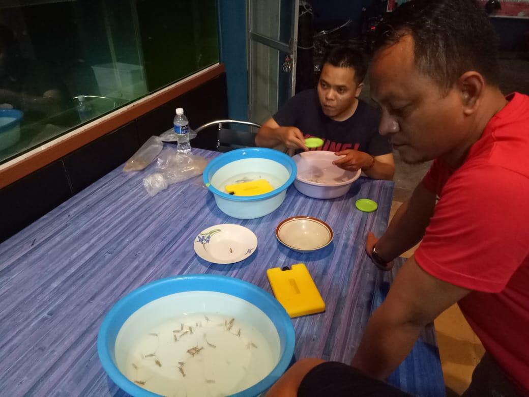 Pemerintah Gagalkan Penyelundupan Benih Lobster Rp13,8 miliar