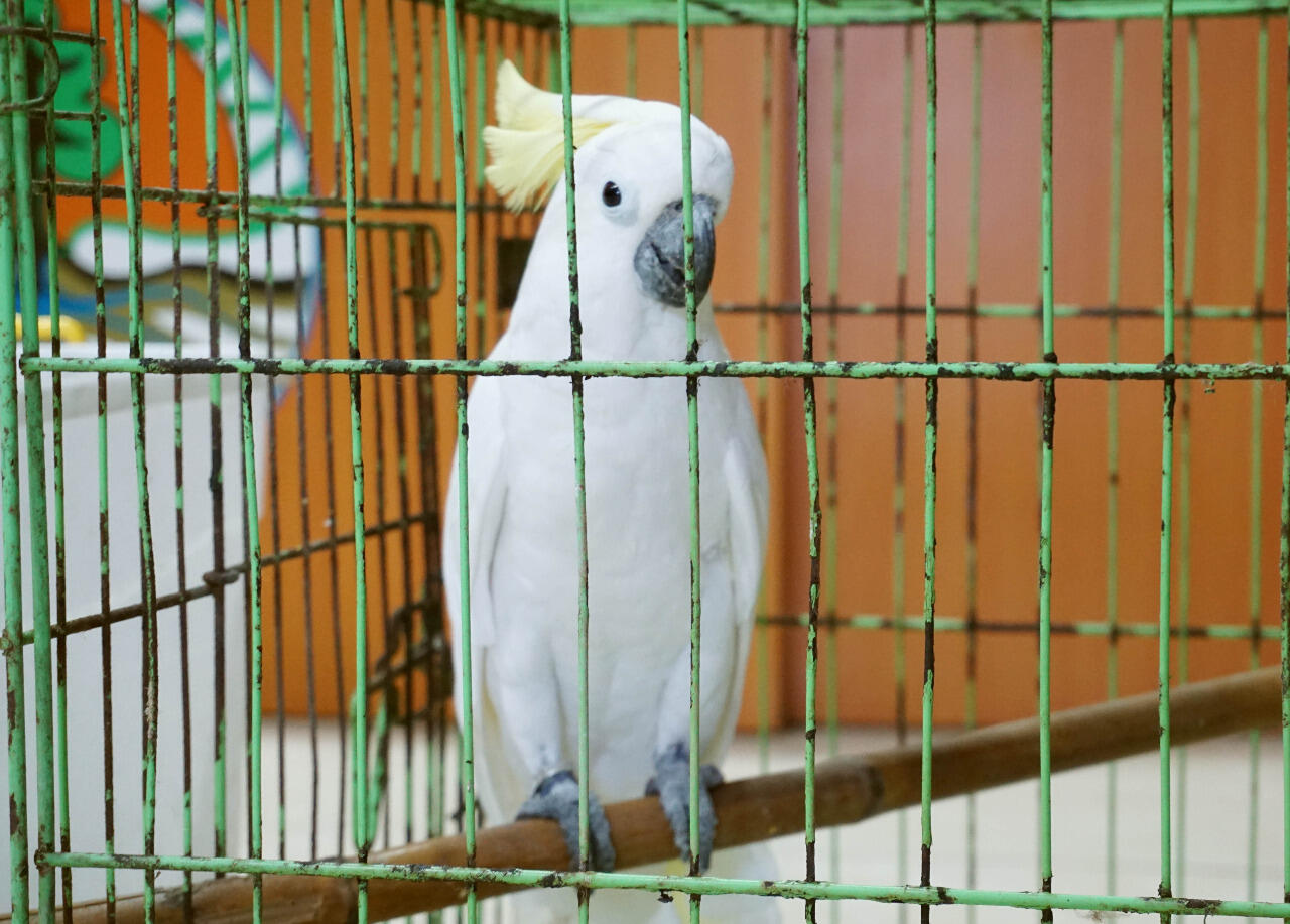 74 Satwa Dilindungi Dikembalikan ke Habibat Mereka