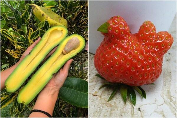 10 Buah Ini Punya Bentuk yang Unik dan Gak Wajar, Agak Gak Masuk Akal