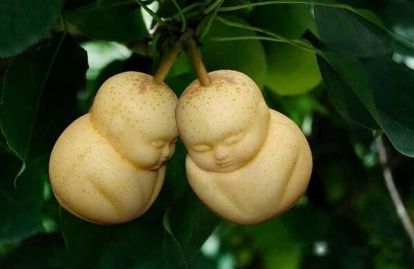 10 Buah Ini Punya Bentuk yang Unik dan Gak Wajar, Agak Gak Masuk Akal