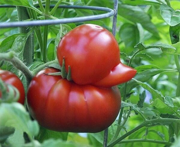10 Buah Ini Punya Bentuk yang Unik dan Gak Wajar, Agak Gak Masuk Akal