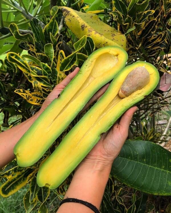 10 Buah Ini Punya Bentuk yang Unik dan Gak Wajar, Agak Gak Masuk Akal