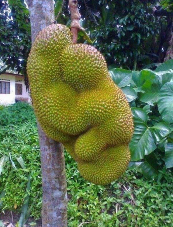10 Buah Ini Punya Bentuk yang Unik dan Gak Wajar, Agak Gak Masuk Akal