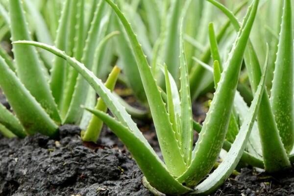 Gak Perlu Mahal, 5 Bahan Alami Ini Mampu Cerahkan Kulit Pangkal Paha!