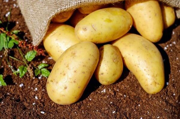 Gak Perlu Mahal, 5 Bahan Alami Ini Mampu Cerahkan Kulit Pangkal Paha!