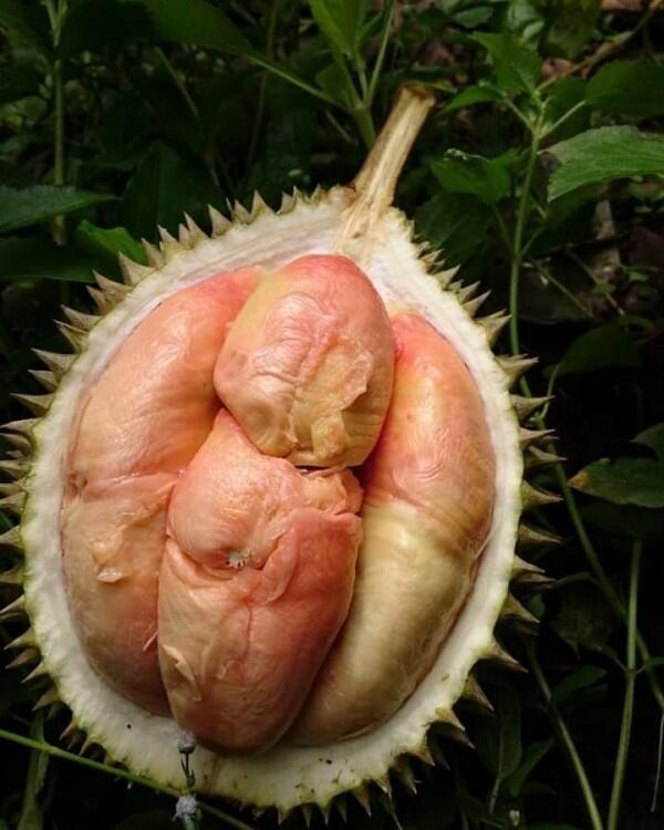 10 Jenis Durian Paling Populer Ini Wajib Masuk List Kulineranmu