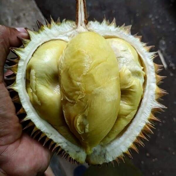 10 Jenis Durian Paling Populer Ini Wajib Masuk List Kulineranmu