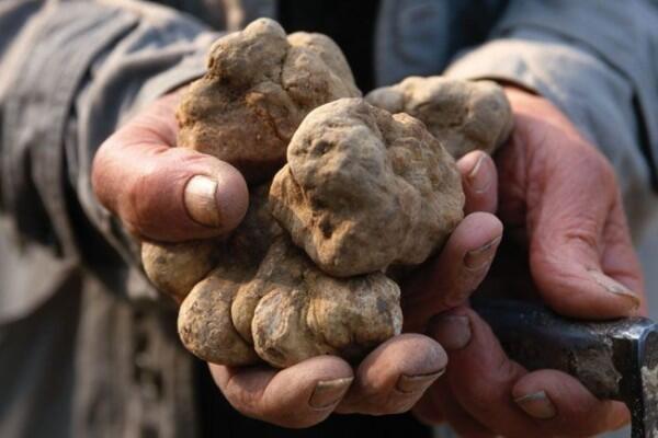 4 Fakta Unik Jamur Truffle, Harganya Bisa Mencapai Miliaran Rupiah