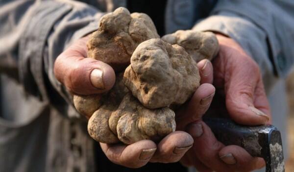 4 Fakta Unik Jamur Truffle, Harganya Bisa Mencapai Miliaran Rupiah