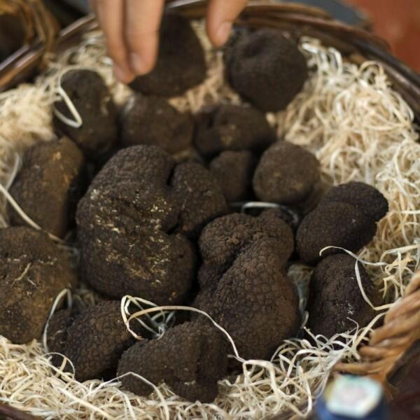 4 Fakta Unik Jamur Truffle, Harganya Bisa Mencapai Miliaran Rupiah