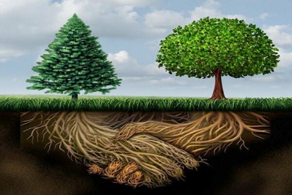 Pohon Juga Punya Jaringan 'Internet' untuk Komunikasi, Ini 5 Faktanya