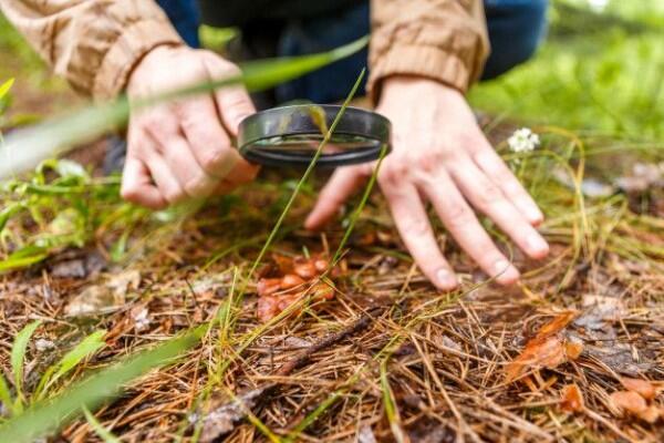 Pohon Juga Punya Jaringan 'Internet' untuk Komunikasi, Ini 5 Faktanya