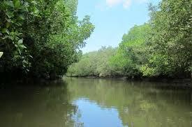 6 Sungai ini disebut sebagai “Amazon Of Indonesia”