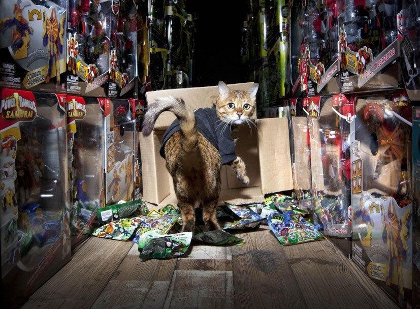 Layaknya Manusia, Kucing-Kucing Lucu Ini Juga Punya Pekerjaan, Loh