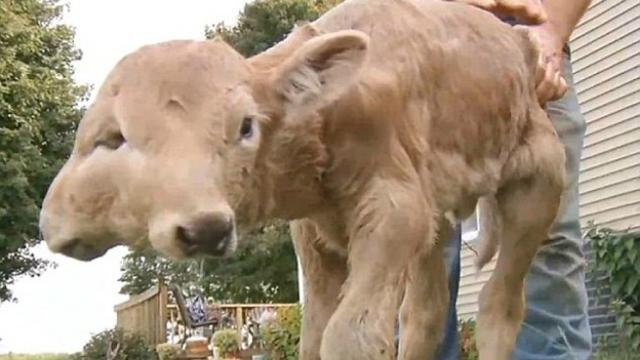 Heboh! Warga Digegerkan Anak Sapi Bermuka Dua di Wonogiri, Tanda Kiamat?