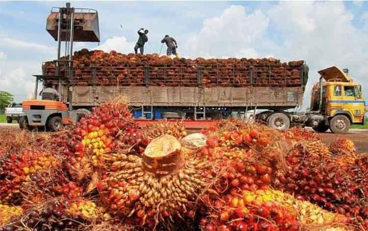 Setelah Malaysia Rebut Pasar Sawit di India, Indonesia Mau Lakukan Apa?