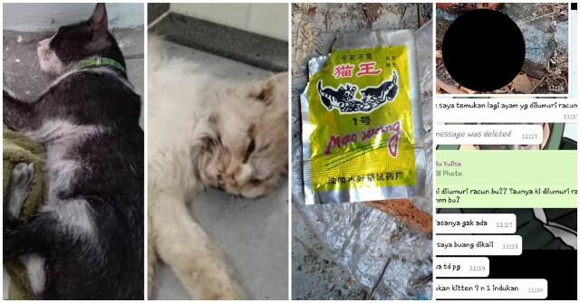 Viral Kucing Diracuni di Semarang, Pelaku Belum Terungkap
