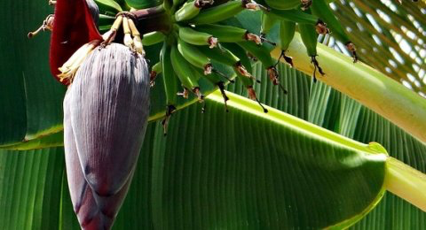 Manfaat Seluruh Bagian Pohon Pisang Yang Masih Belum Diketahui