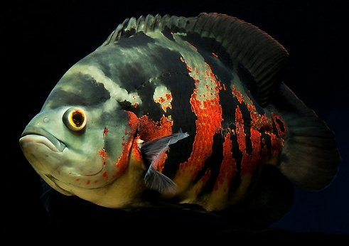 10 Jenis Ikan Hias Terbaik yang Bisa Kamu Pelihara di Aquarium dan Kolam Ikan