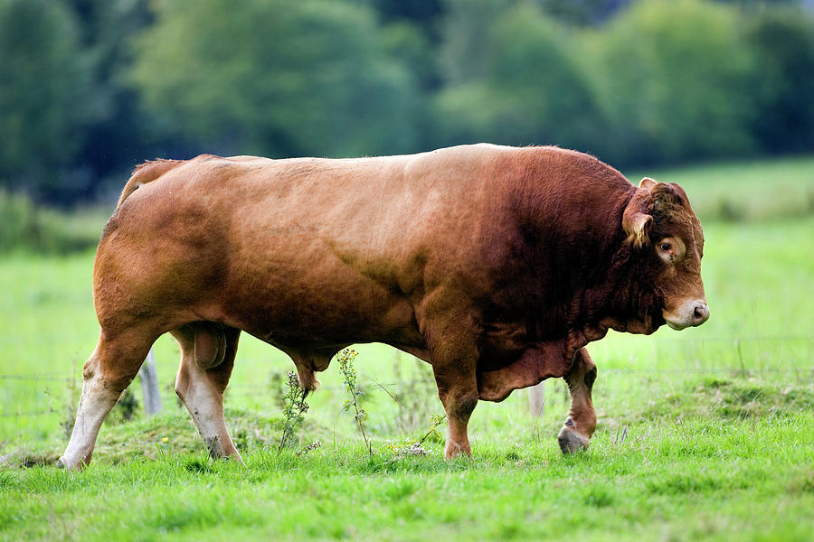 Виды бо. Bos Taurus Taurus. The Taurus говядина. Bos Taurus indicus. Bos Taurus indicus когда приручили.