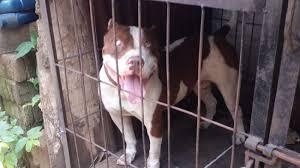 Gadis Cilik Tewas Dibantai Tiga Anjing Pit Bull Saat Bermain