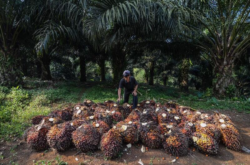 Menimbang Strategi Kemenperin dalam Mengawal Industri Sawit Nasional