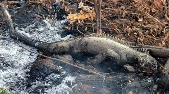 Kebakaran di Hutan Amazon: Bukti Bahayanya Populisme Sayap Kanan
