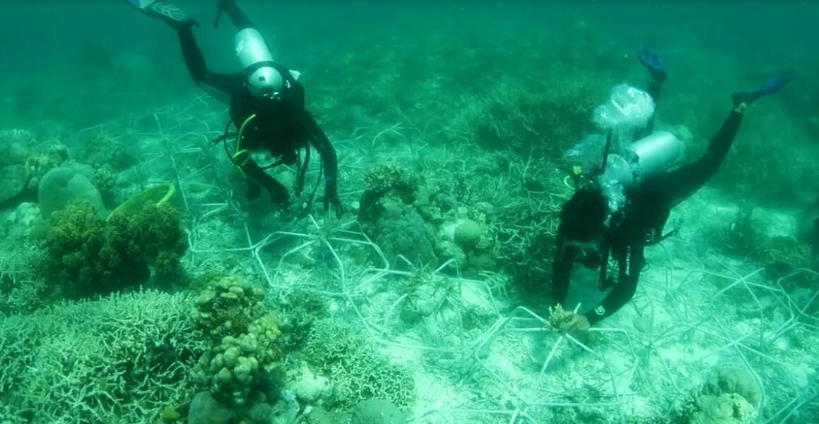 KKP Rehabilitasi Ekosistem Terumbu Karang TWP Kepulauan Kapoposang &amp; Laut Sekitarnya