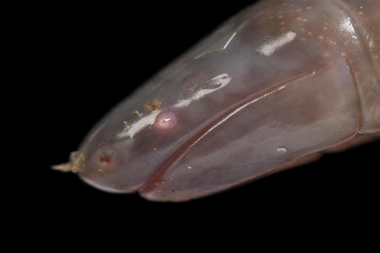 Sesilia (Caecilians), Hewan Amfibi Mirip Cacing yang Telurnya Seperti Kelereng!