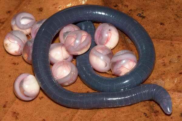 Sesilia (Caecilians), Hewan Amfibi Mirip Cacing yang Telurnya Seperti Kelereng!