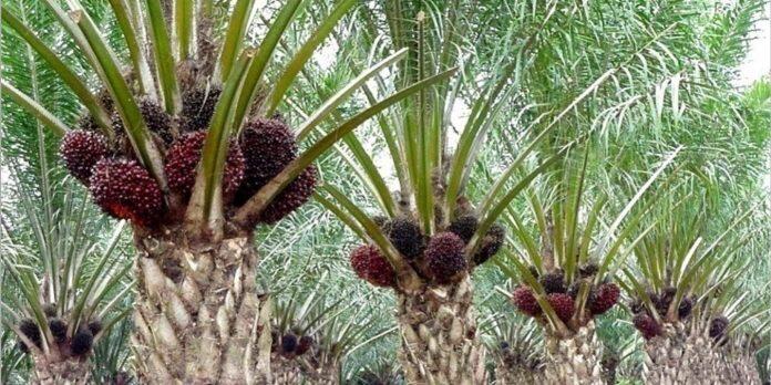 Malaysia Rela Barter Alat Perang dengan Kelapa Sawit Demi Laut Cina Selatan