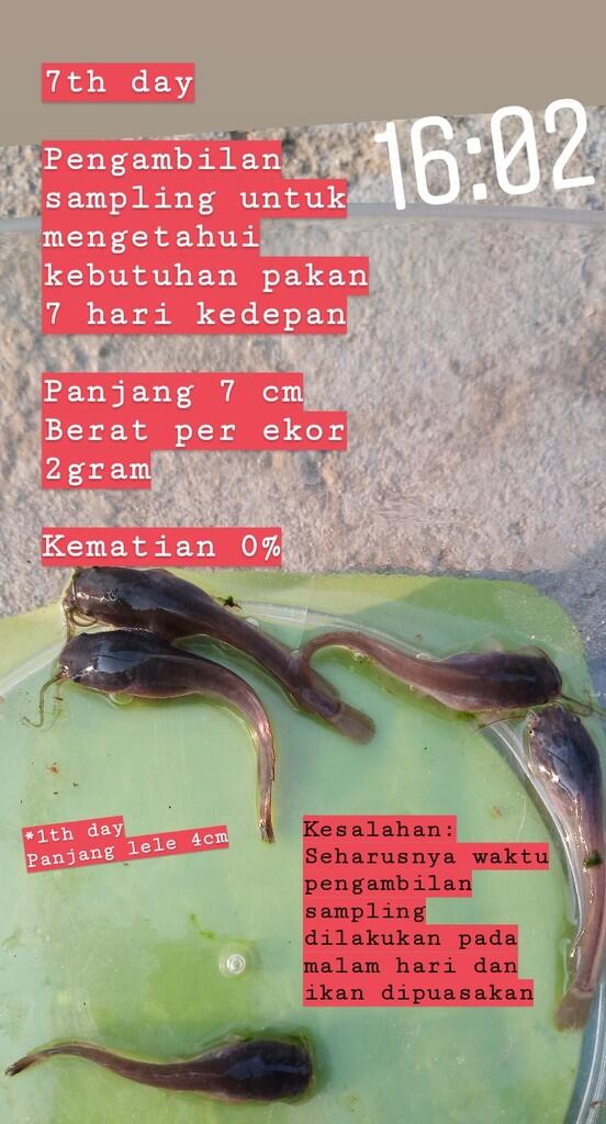 Mari Pantau 1000 ekor lele untung berapa