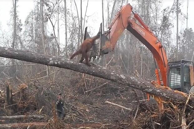 Sehari Di umumin Ibu kota Pindah.. ternyata ada yang gerak cepat