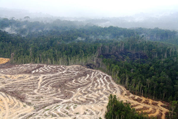 Ibukota Pindah Ke Kalimantan, Kelestarian Hutan Harus Tetap Diutamakan