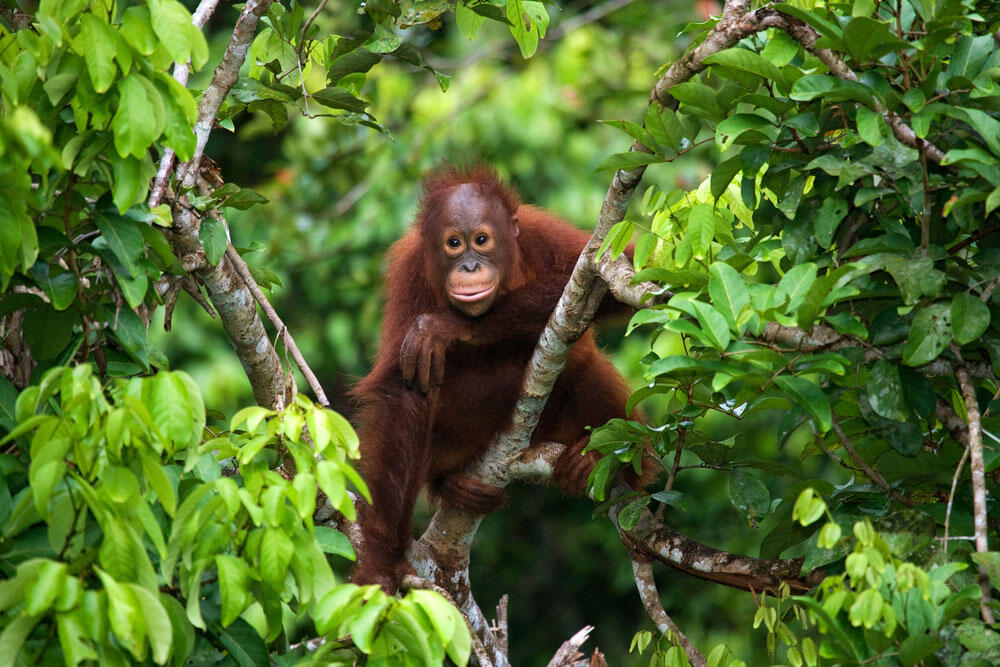 Ibukota Pindah Ke Kalimantan, Kelestarian Hutan Harus Tetap Diutamakan