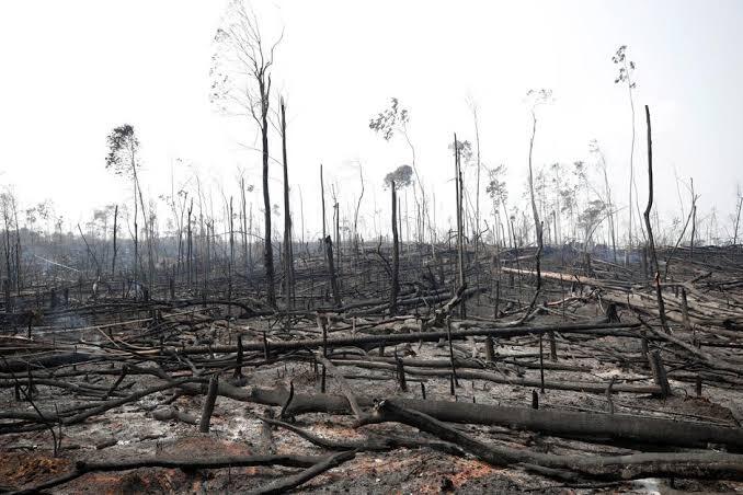 Ini Dia Kondisi Hutan Amazon Yang Baru Terungkap 2019