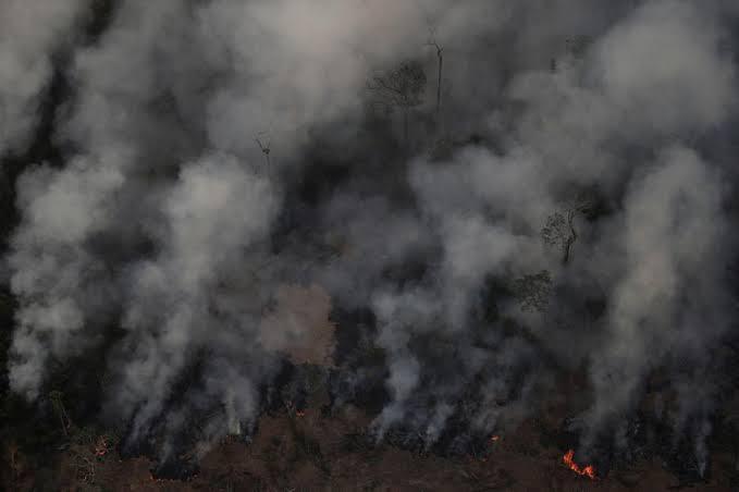 Ini Dia Kondisi Hutan Amazon Yang Baru Terungkap 2019