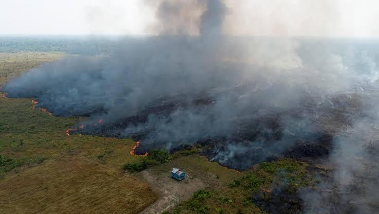 Ini Dia Kondisi Hutan Amazon Yang Baru Terungkap 2019