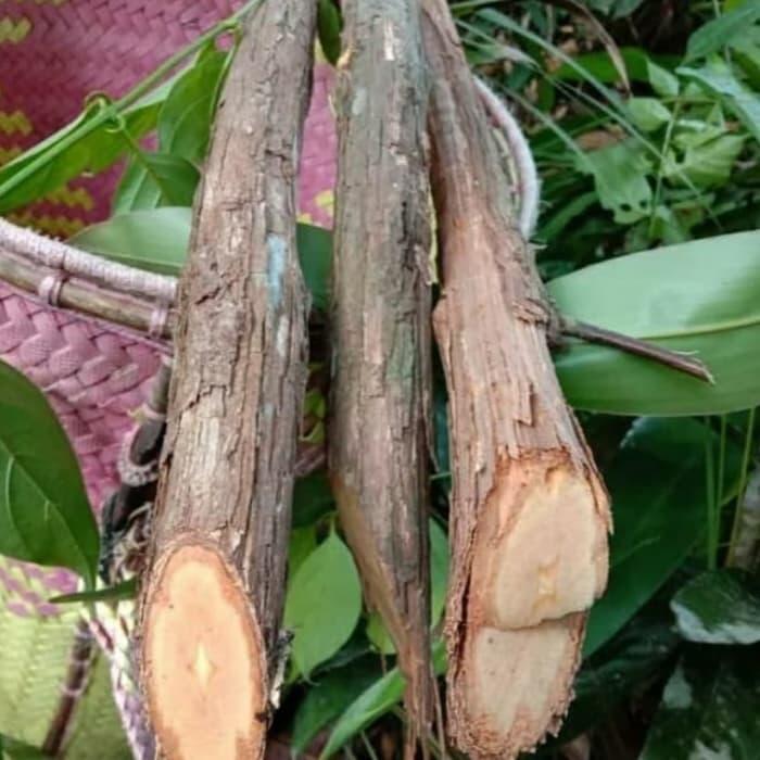Akar Bajakah dan Teh Bajakah yang dibuat oleh siswa SMU Palangkaraya Teruji Aman