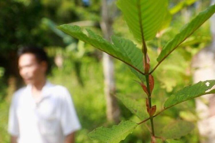 Kontroversi Kratom, Tanaman Obat Asal Kalimantan yang Akan Dilarang BNN